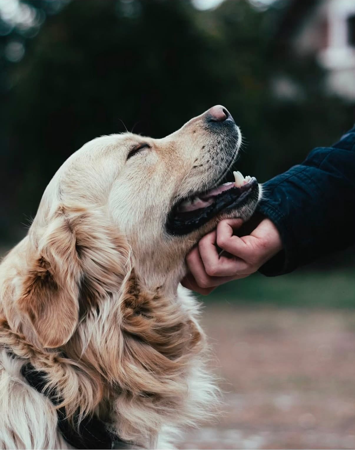 A golden retriever closes its eyes happily as its owner strokes under its chin.